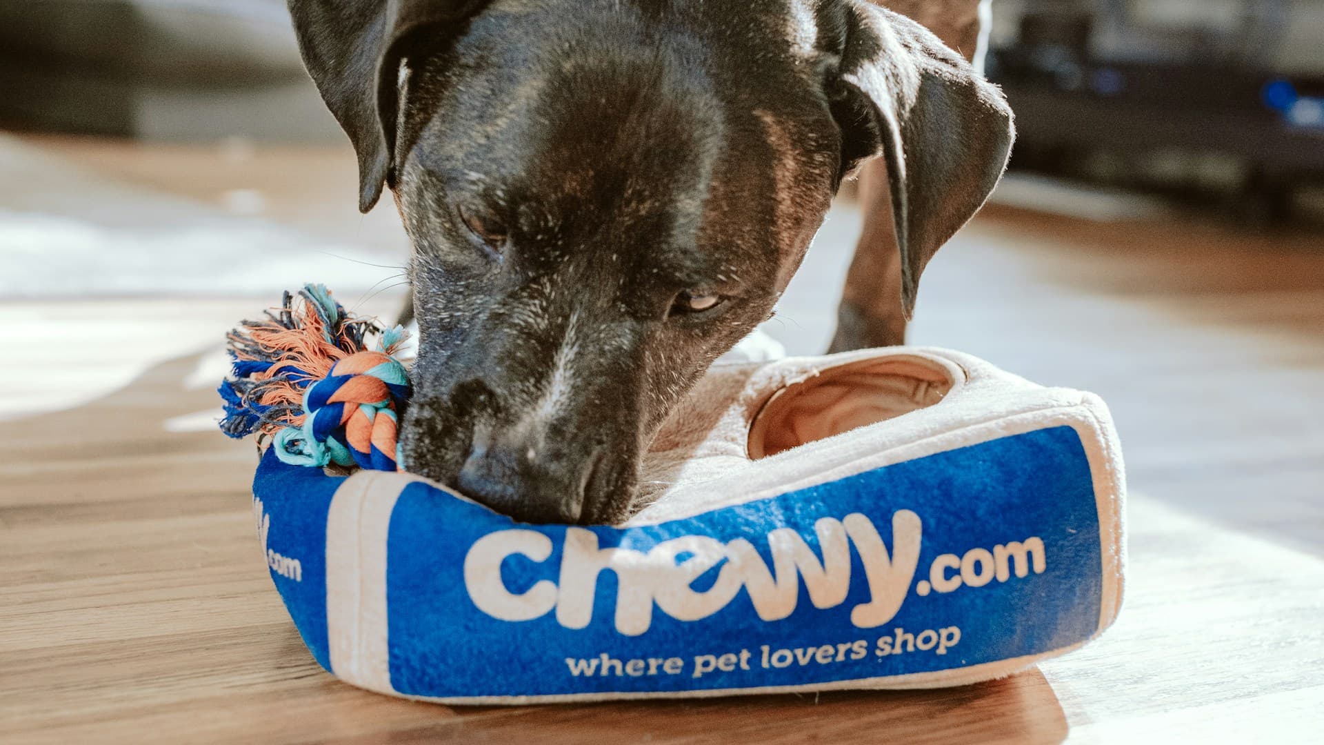 Lemmikloomahotellid ja pansionaadid